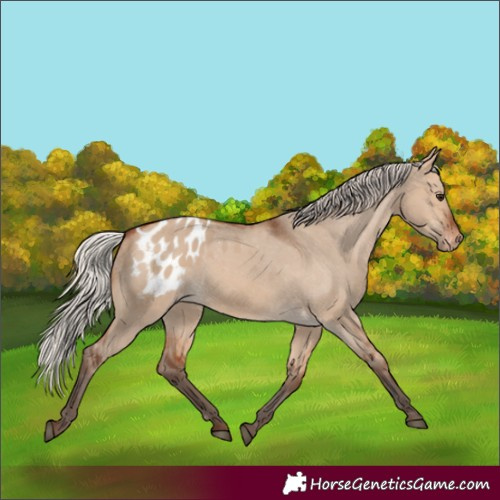Horse Color:Silver Brown Dun Appaloosa 