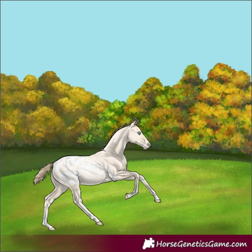 Horse Color:Buckskin Pearl Appaloosa 