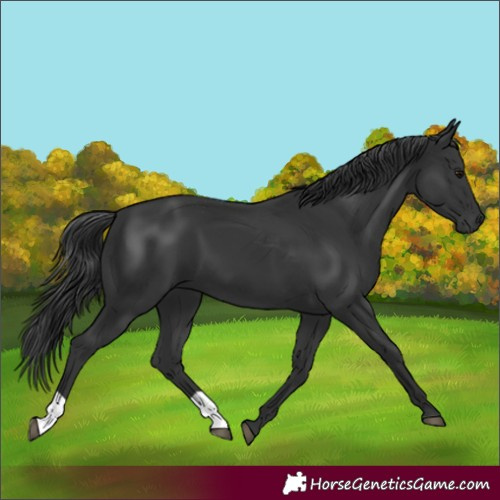 Horse Color:Black 