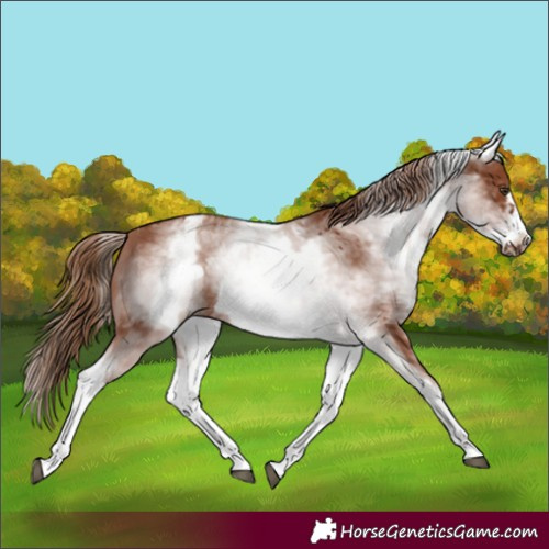 Horse Color:White Spotted Chestnut Frame
