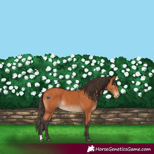 Horse Color:Bay Appaloosa 