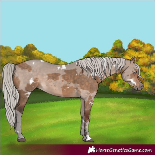 Horse Color:White Spotted Silver Bay Dun Merle Rabicano