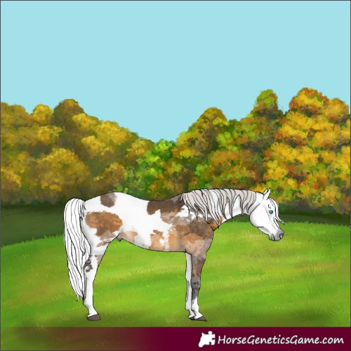 Horse Color:Silver Buckskin Merle Rabicano