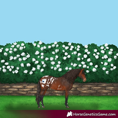 Horse Color:Bay Appaloosa 