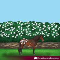 Horse Color:Bay Appaloosa 