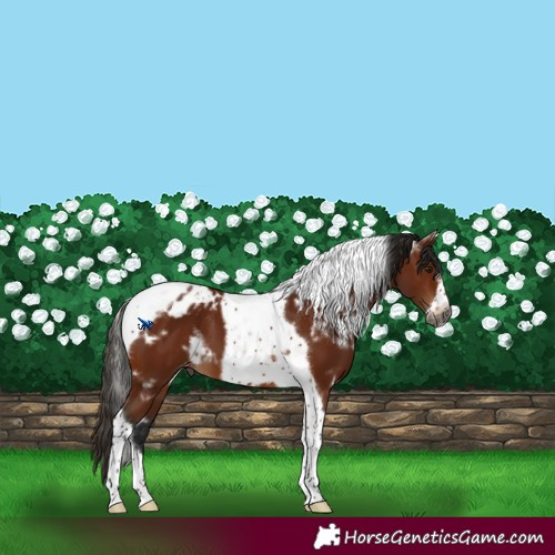 Horse Color:Gray White Spotted Bay Tobiano Frame Appaloosa 