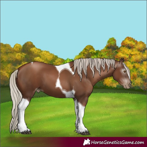 Horse Color:Gray Silver Black Pearl Tobiano 