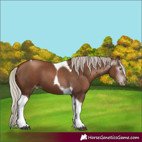 Horse Color:Gray Silver Black Pearl Tobiano 