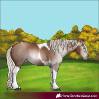 Horse Color:Gray Silver Black Pearl Tobiano 