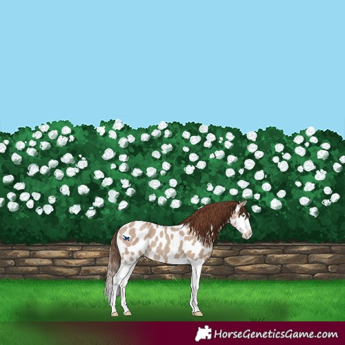 Horse Color:Classic Champagne Dun Splash Appaloosa 