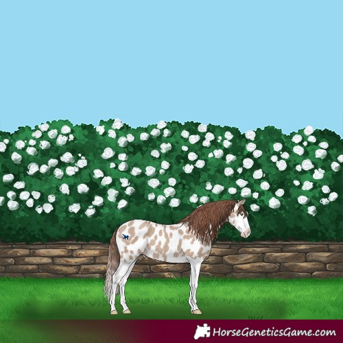 Horse Color:Classic Champagne Dun Splash Appaloosa 