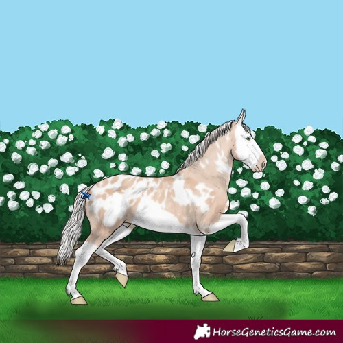 Horse Color:White Spotted Silver Classic Champagne Dun Splash Frame Appaloosa