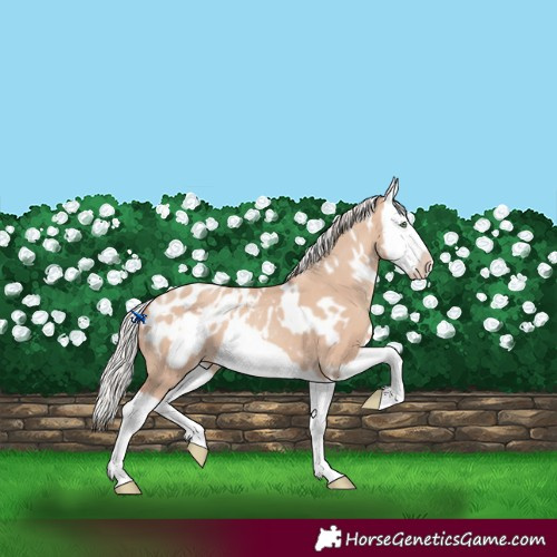 Horse Color:White Spotted Silver Classic Champagne Dun Splash Frame Appaloosa
