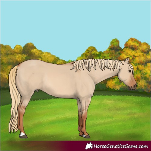 Horse Color:Red Dun Rabicano