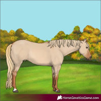Horse Color:Red Dun Rabicano