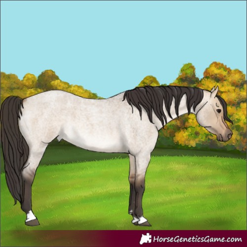 Horse Color:Bay Roan Dun
