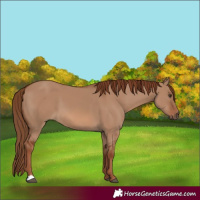 Horse Color:Red Dun 
