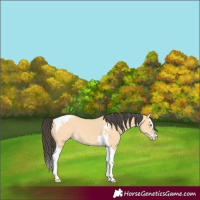 Horse Color:Buckskin Splash Tobiano 