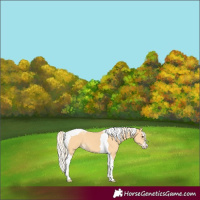 Horse Color:Palomino Splash Tobiano 
