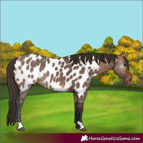 Horse Color:Bay Dun Appaloosa 