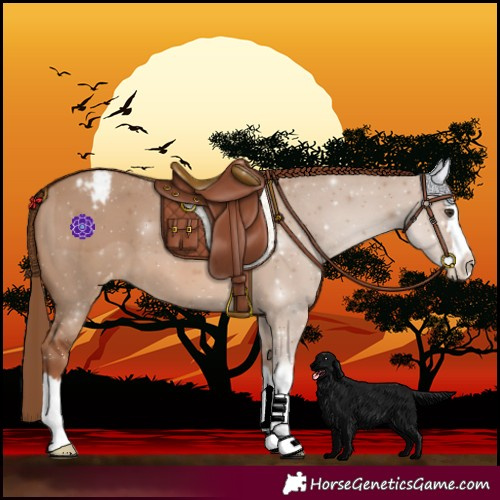 Horse Color:Red Dun Splash Varnish