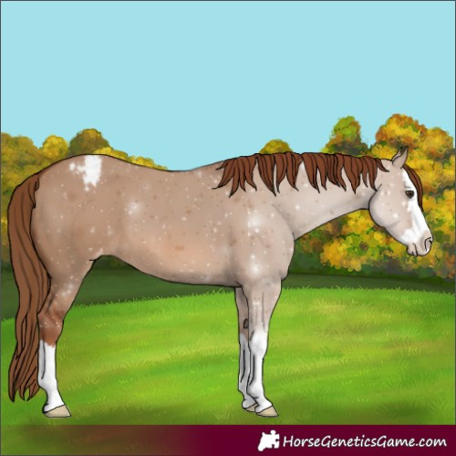 Horse Color:Red Dun Splash Appaloosa 