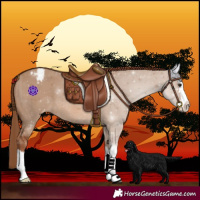 Horse Color:Red Dun Splash Varnish
