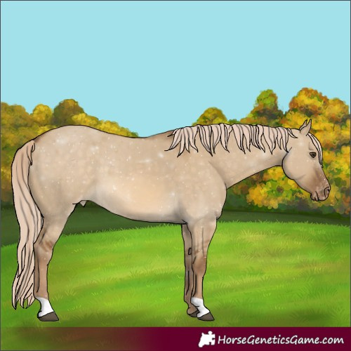 Horse Color:Chocolate Palomino Dun Appaloosa
