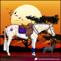 Horse Color:Palomino Splash Near Leopard