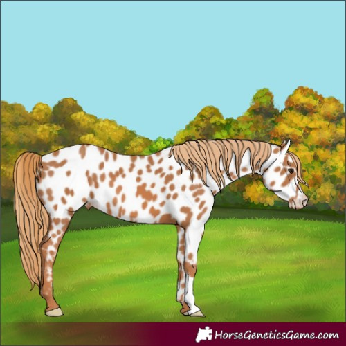 Horse Color:Chestnut Appaloosa 