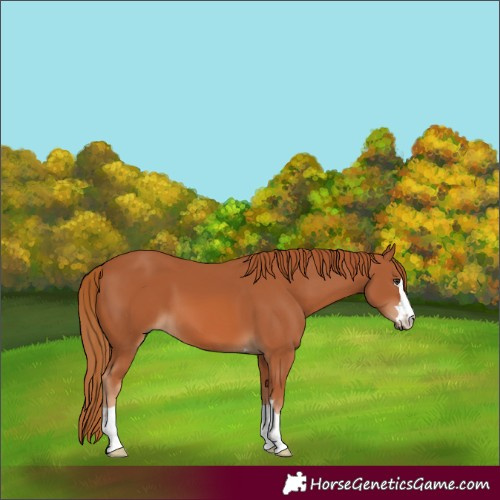 Horse Color:Chestnut 