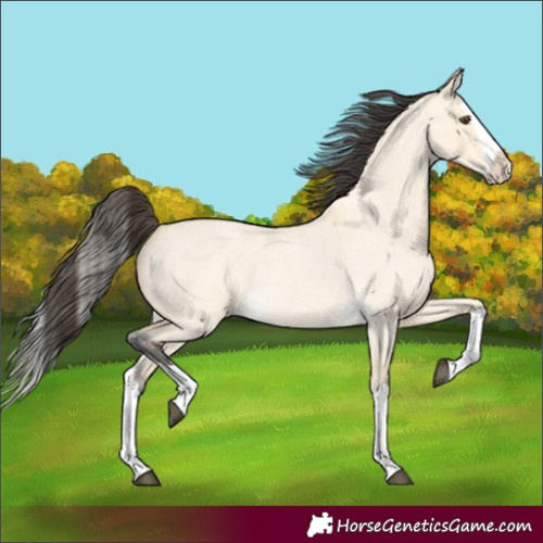 Horse Color:Buckskin Roan Dun Splash 