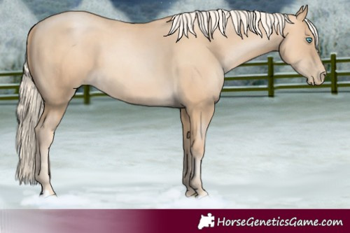 Horse Color:Gold Cream Champagne Pearl