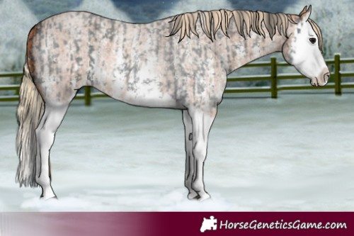 Horse Color:Blue Roan Sabino Splash  and Red Roan Sabino Splash 