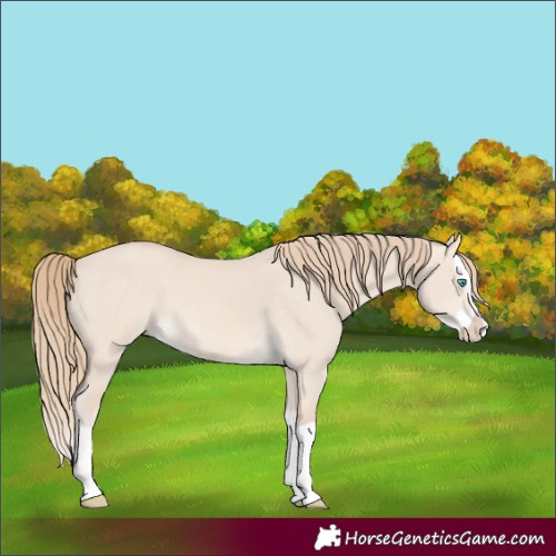 Horse Color:Perlino Dun Splash