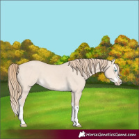 Horse Color:Perlino Dun Splash
