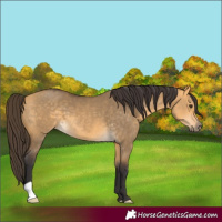 Horse Color:Buckskin Dun