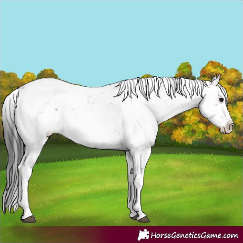 Horse Color:Brown Sabino 