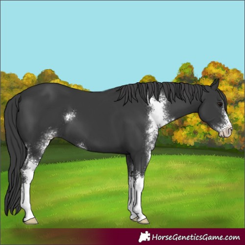 Horse Color:Black Sabino