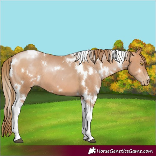 Horse Color:White Spotted Brown Pearl Tobiano