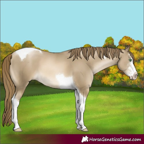 Horse Color:Smoky Black Pearl Sabino Tobiano 