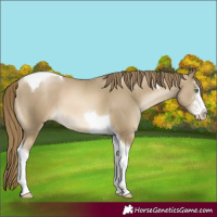 Horse Color:Smoky Black Pearl Sabino Tobiano