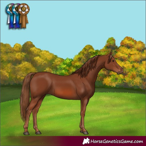 Horse Color:Chestnut 