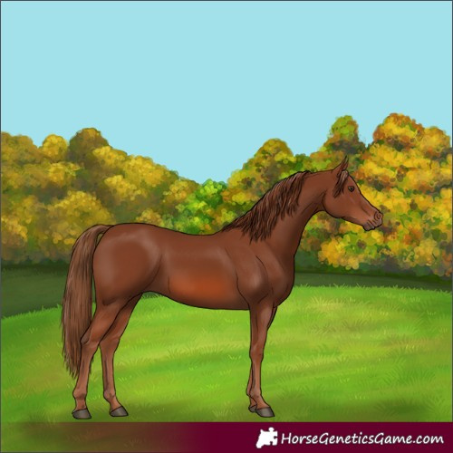 Horse Color:Chestnut 