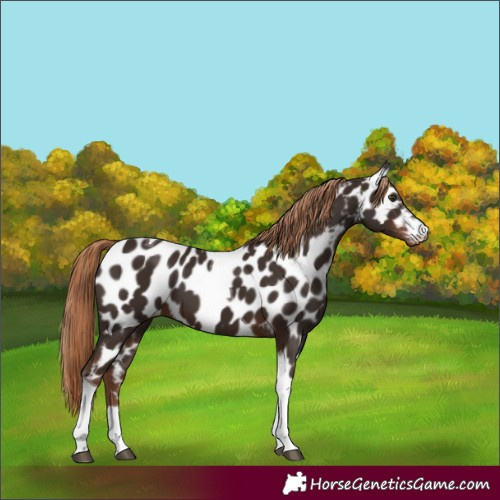 Horse Color:Liver Chestnut Tobiano Appaloosa