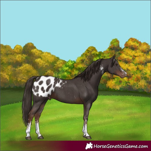 Horse Color:Liver Chestnut Sabino Appaloosa 