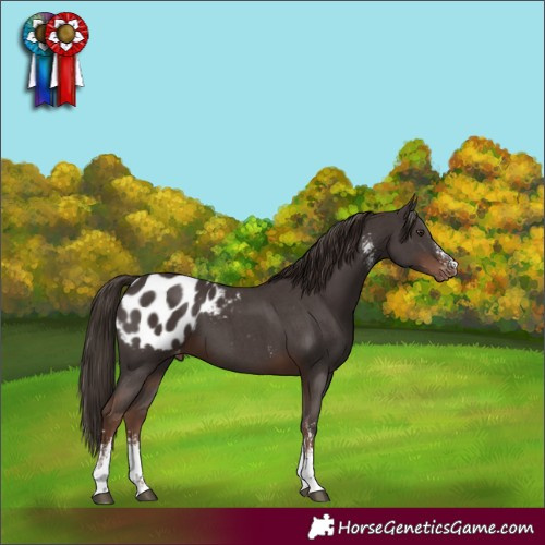 Horse Color:Liver Chestnut Sabino Blanket 