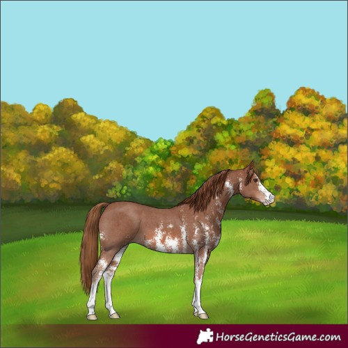 Horse Color:Chestnut Sabino 