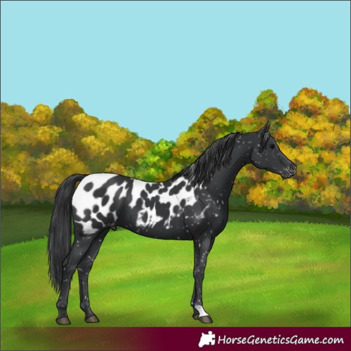 Horse Color:Black Appaloosa