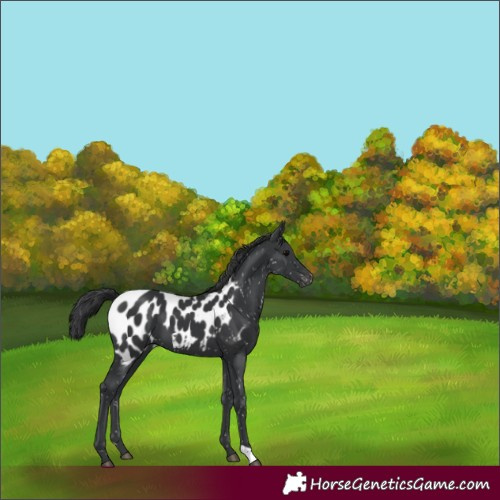 Horse Color:Black Appaloosa 